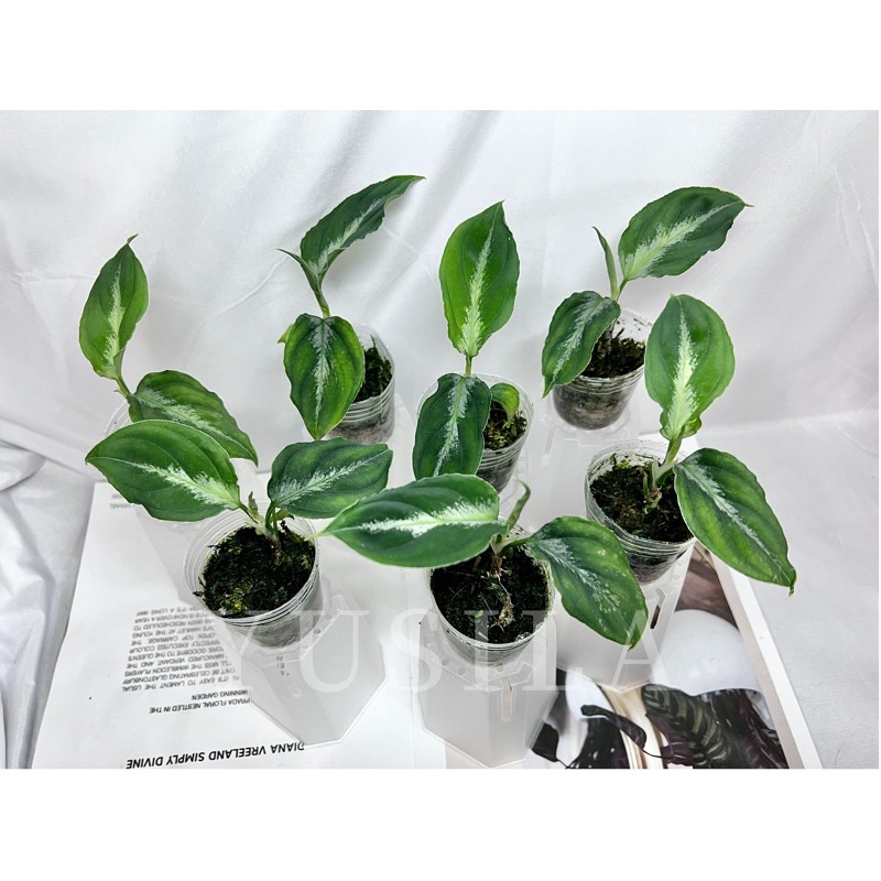 円 大特価 緑のカーテン ツル性植物 モッコウバラ 木香薔薇 黄