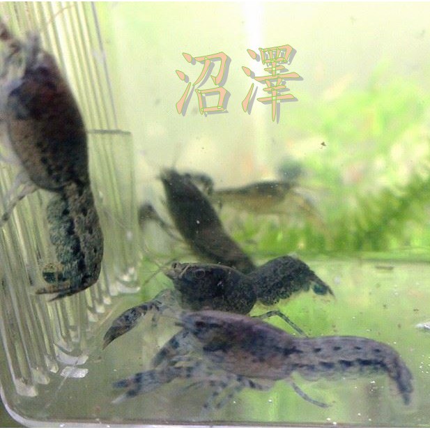◆蔚藍水族工坊◆ $10/隻 沼澤侏儒螯蝦