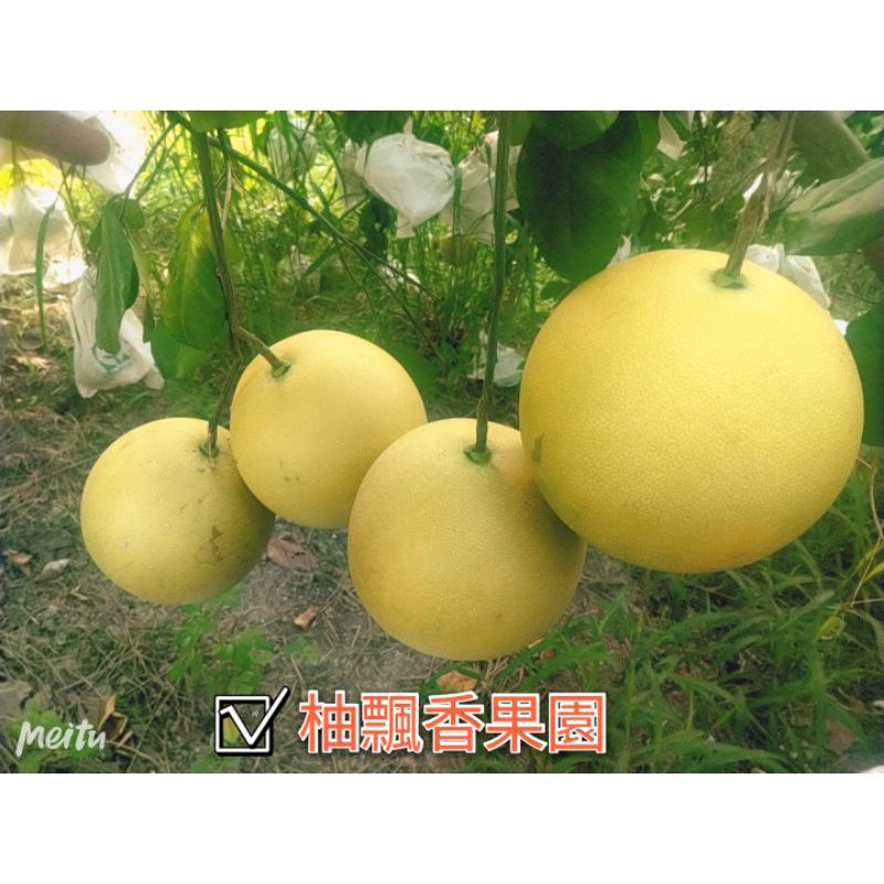 (10/18開始出貨)特級40年老欉麻豆白柚5斤裝特價300