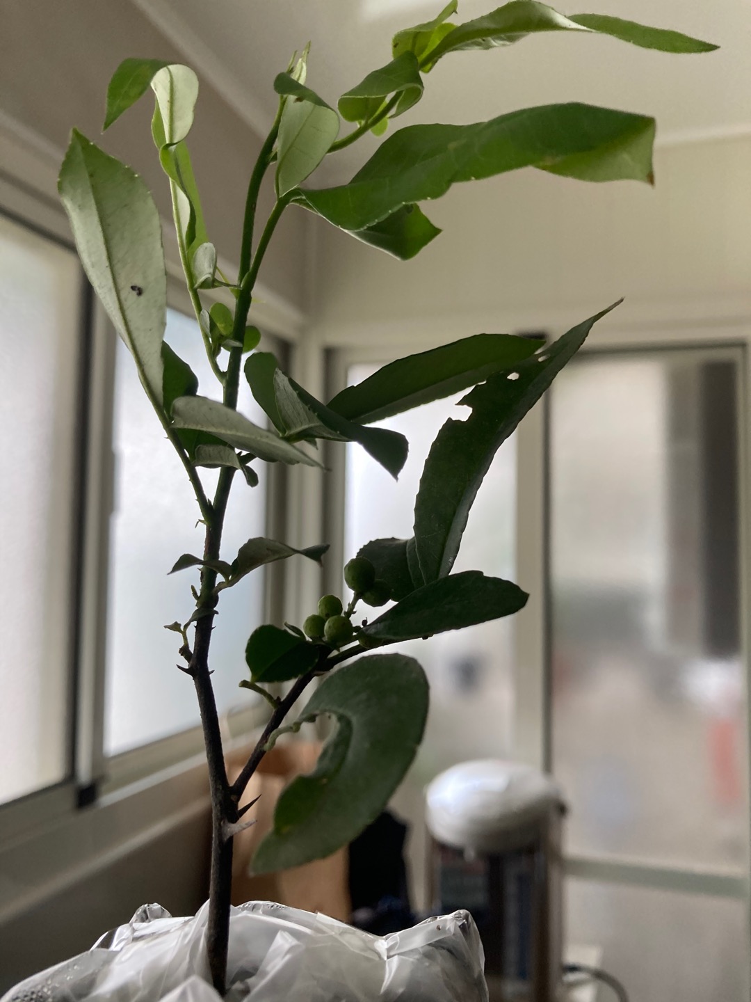 四季春園藝 花椒盆栽盆苗竹葉椒野花椒貝椒子山巴椒入地紫牛山椒山花椒青花椒秦椒竹葉花椒