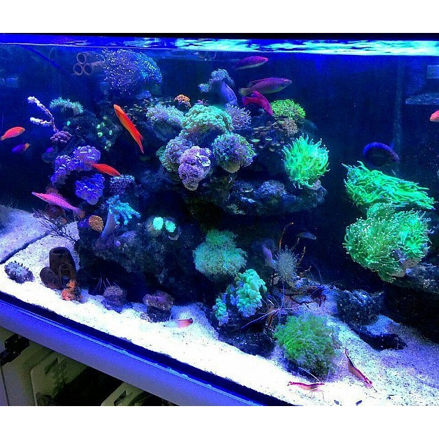 使用產品ps2 五爪貝爛了 魚死了 蝦皮購物