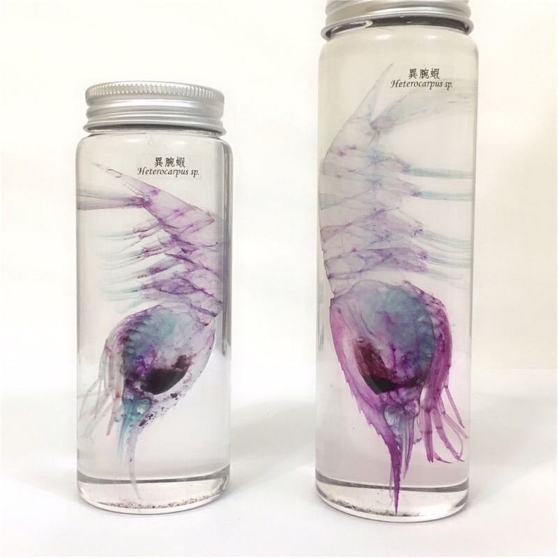 魚心標本藝術 異腕蝦heterocarpus Sp 透明標本 蝦皮購物