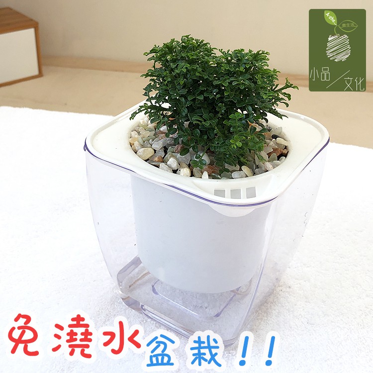 【小品文化】達摩七里香【現貨】4吋透明懶人盆栽 加水更方便 觀葉植物 室內植物 自動吸水 創意花盆 居家辦公盆花 種子