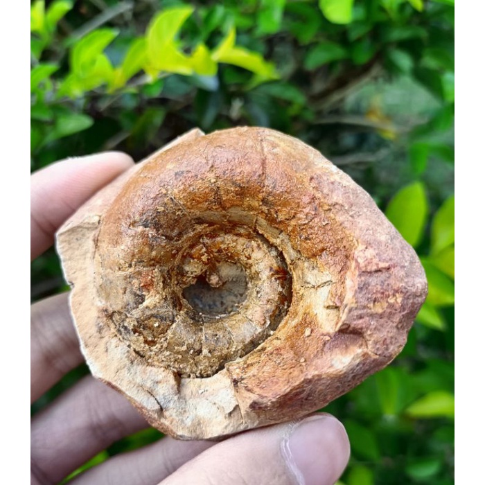 [程石] 馬達加斯加 管角石科/鸚鵡螺結核化石(Syringonautilidae)