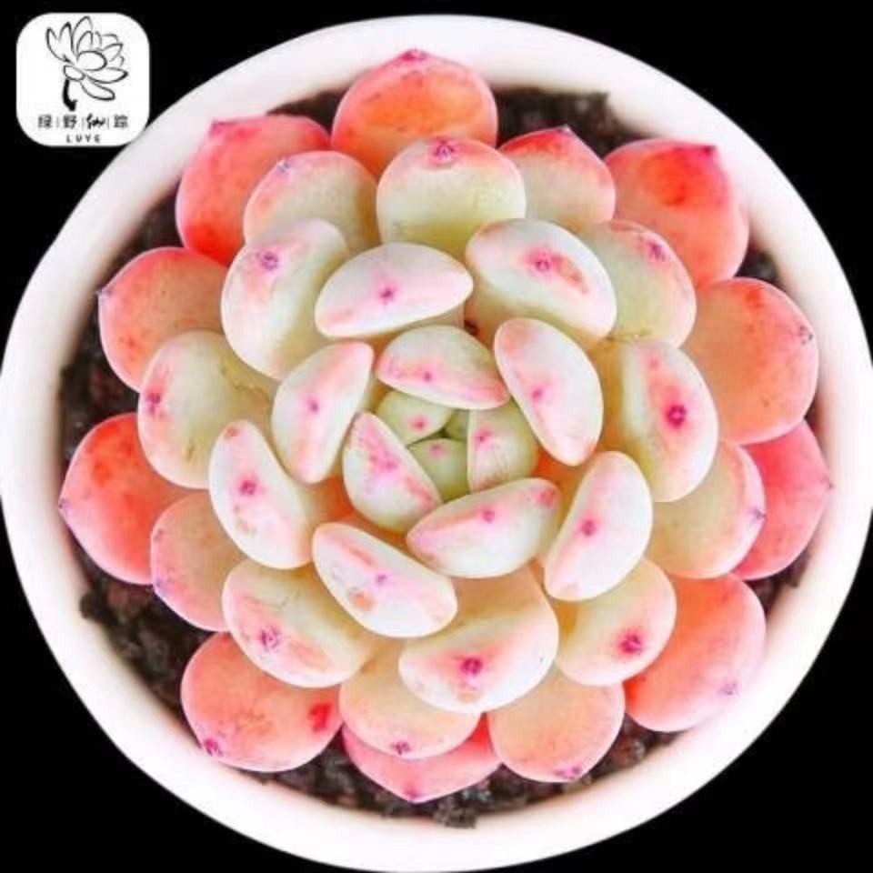 四季播種五十款多肉種子稀有多肉種子陽臺盆栽桌面擺放多肉植物花卉種子 蝦皮購物