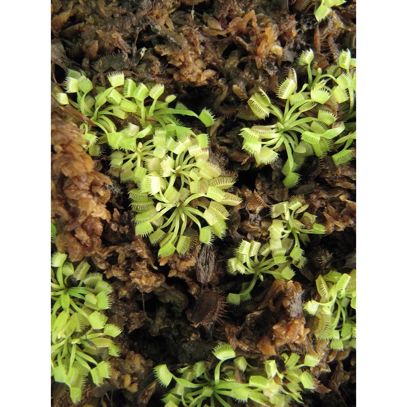 食蟲植物 - XL Clone超大捕蠅草