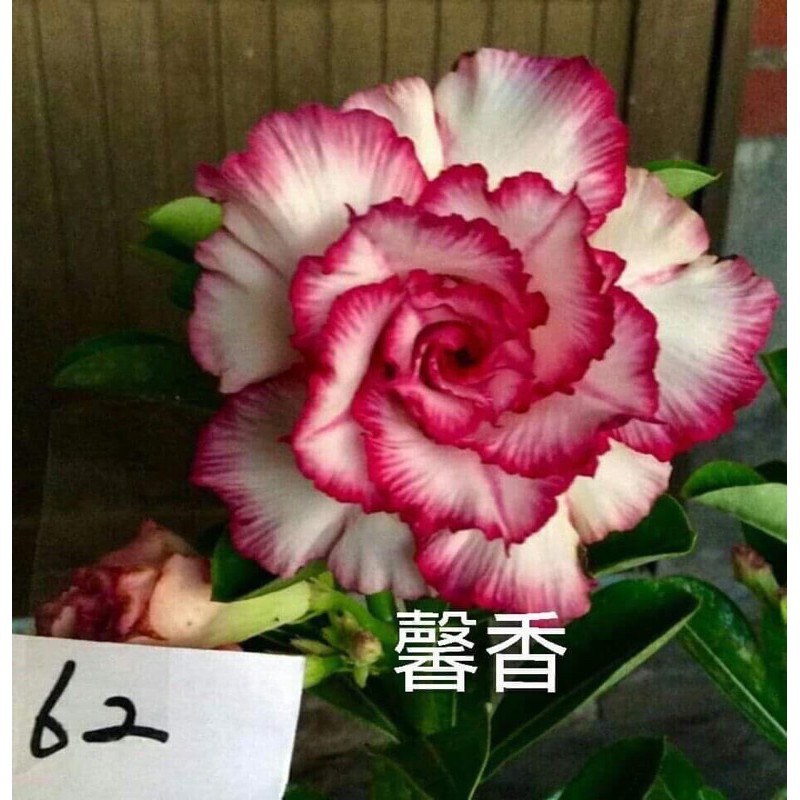 蝦皮🦐特賣會 馨香 花夢坊🌹富貴花、風水樹、裸根寄出沙漠玫瑰