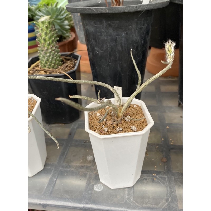 多肉植物 雷杜沙 3吋盆 稀有品種