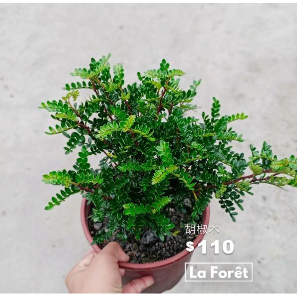 【La Forêt 植物專賣】胡椒木 / 6吋盆栽 / 療癒小物 / 居家盆栽 / 觀葉植物