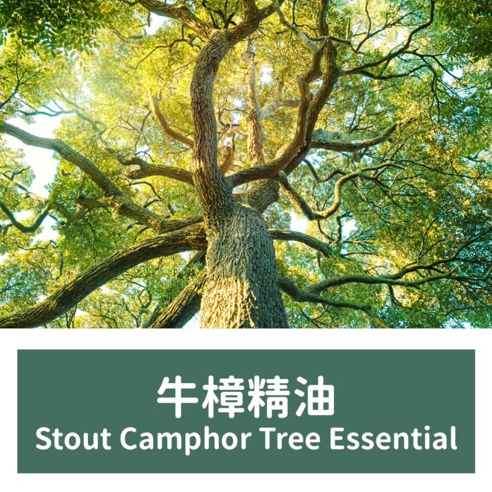 【馥靖精油】牛樟精油 Stout Camphor Tree Essential Oil