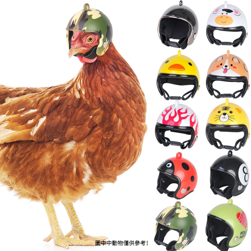 跨境創意新品雞頭盔寵物用品 搞笑鳥類帽子保護雞頭套安全帽