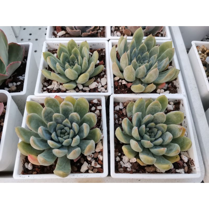 多肉植物 景天 馬斯 圖2母本 蝦皮購物