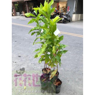 花花世界_季節水果苗--九大黃金果--果肉是牛奶白色4吋盆高40CM