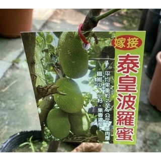 卉迎園藝 泰皇波羅蜜靠接苗高度60公分/水果樹苗/新興果樹