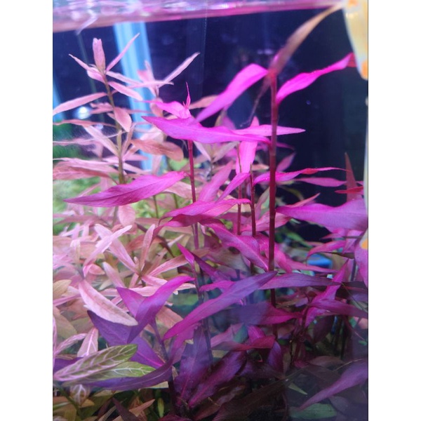 阿馨水草屋 水草造景 紫豔蓼 10株50元 出貨時水上葉狀態 水族景觀設計造景裝飾水族箱真的水草缸專賣店 蝦皮購物
