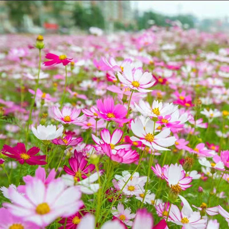 台灣現貨  超低價 波斯菊種子 格桑花種子 四季開花 開花爆滿 庭院陽臺室外 野花種子