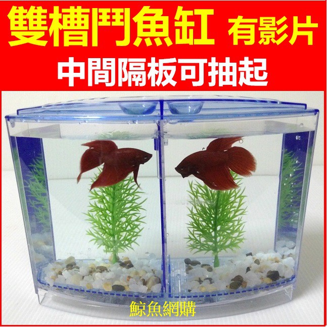 現貨正版：鬥魚缸 鬥魚比賽缸 有活動隔板隔離盒 鬥魚水族箱 養小魚 雙功能鬥魚杯 孔雀魚缸 生態缸水族箱 寵物用品