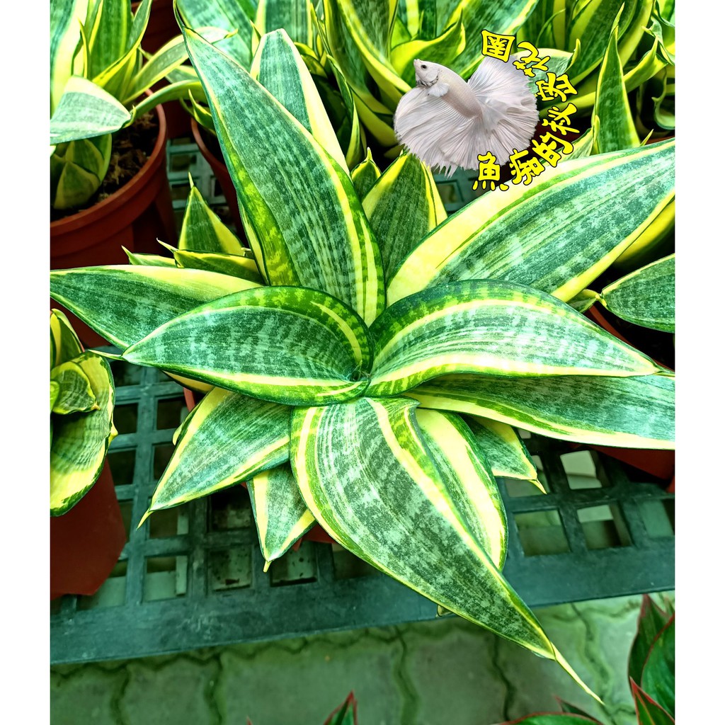 5吋盆[哈尼虎尾蘭 虎皮蘭盆栽 ] 活體室內植物盆栽 需光線明亮充足環境 ~ 半日照更佳~ 可淨化空氣~特別是吸油漆甲醛