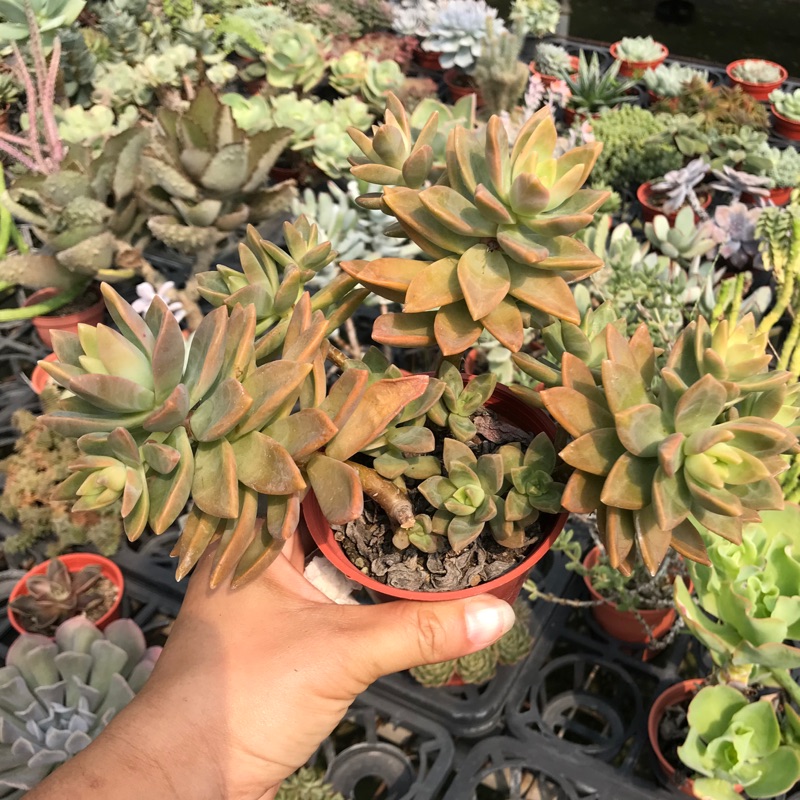 多肉 加州夕陽 3吋老欉 蝦皮購物