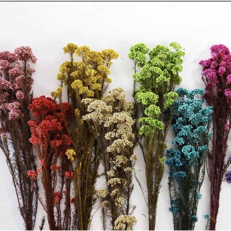 進口復古色永生小米花不凋花小份量花材乾燥花素材新娘捧花擴香盆栽玻璃罩乾燥花材料diy手作聖誕禮物花藝