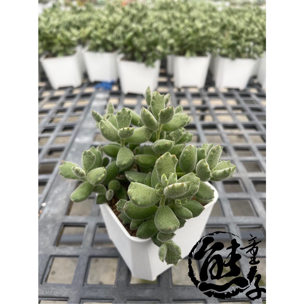 多肉植物熊童子 子貓熊童子子貓之爪多肉植物4吋盆穩根含盆寄送 蝦皮購物