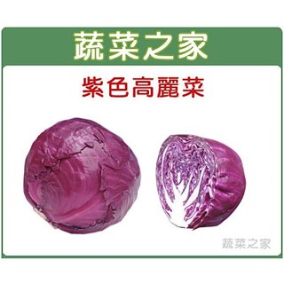 【蔬菜之家滿額免運】B19.紫色高麗菜種子50顆(日本進口紫色甘藍，結球大，品質佳。)結球類及花菜類種子