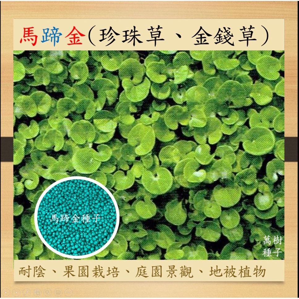 【萬樹種子】馬蹄金 珍珠草、金錢草 草皮種子 草籽 美國進口 1公斤 新鮮種子 內附說明書