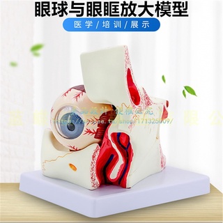 眼球模型眼球與眼眶放大模型解剖眼睛眼外肌模型結構造示教學醫學【美品LDYX】