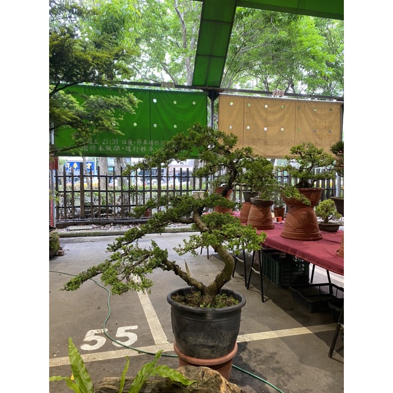 真柏盆栽、台北、黑松樹、真柏樹、黑松盆栽