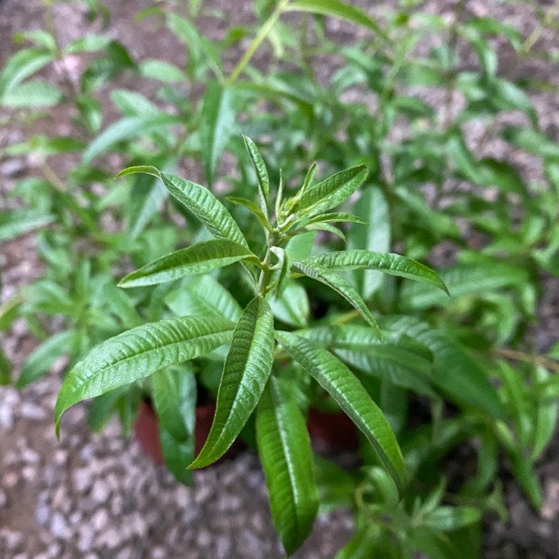 5吋盆檸檬馬鞭草香料植物 蝦皮購物