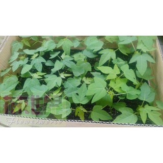 水果苗 矮種木瓜 3.5吋盆高10-30cm結果率高【花花世界玫瑰園】