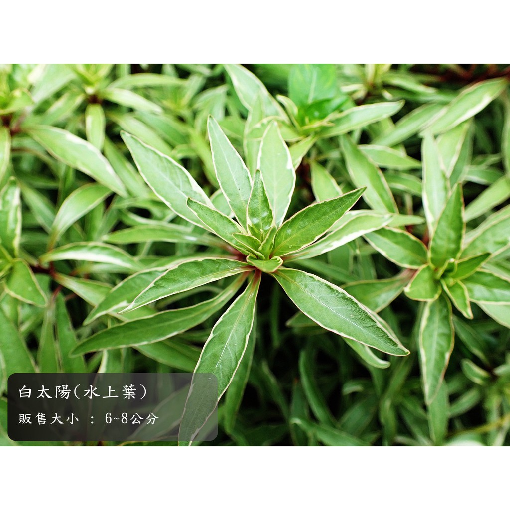 白太陽水草 水上葉 10株 150元 目前沒有貨 5月 6月左右才有 蝦皮購物
