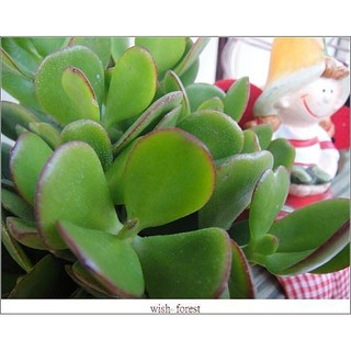 WISH FOREST【嚴選植栽。招財植物】。發財樹。翡翠木。花月。多肉植物