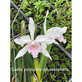 上賓蘭園 原種嘉德麗亞蘭 原種嘉德 Laelia purpurata var. ruseliana x sib 花香