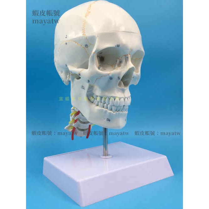 (MD-B_0814)人體頭顱骨附骨縫線及頸椎模型 頭骨模型1:1顱腦頸椎神經科教學
