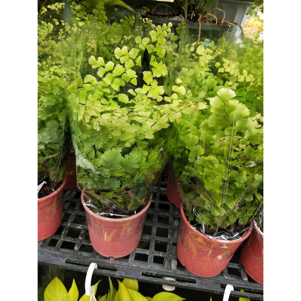 🎄綠世界🎄觀葉植物🎄美葉鐵線蕨🎄5/6吋盆🎄