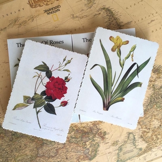 百合玫瑰明信片手繪植物圖譜百合玫瑰卡片盒裝32張大尺寸 B22B