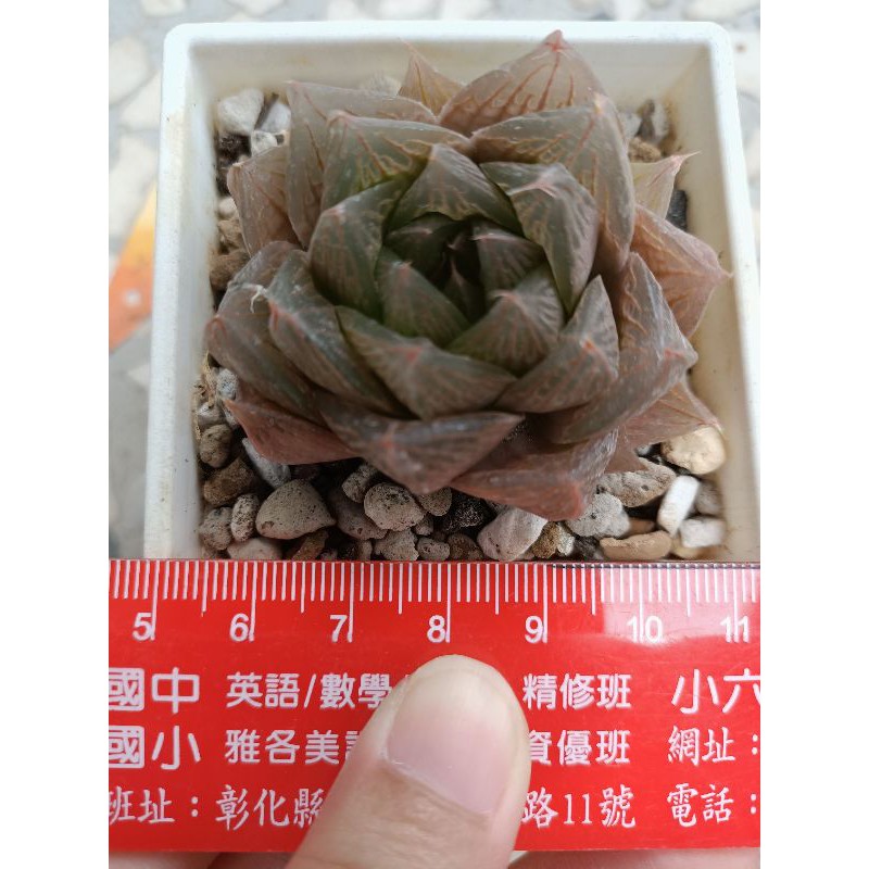 櫻玉露多肉植物粉色為自然色澤 蝦皮購物