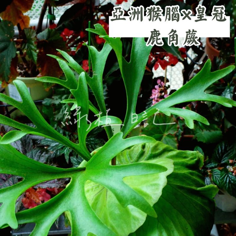 | 綠植日記 | 亞猴x皇冠鹿角蕨/Platycerium Kitshakood/觀葉植物