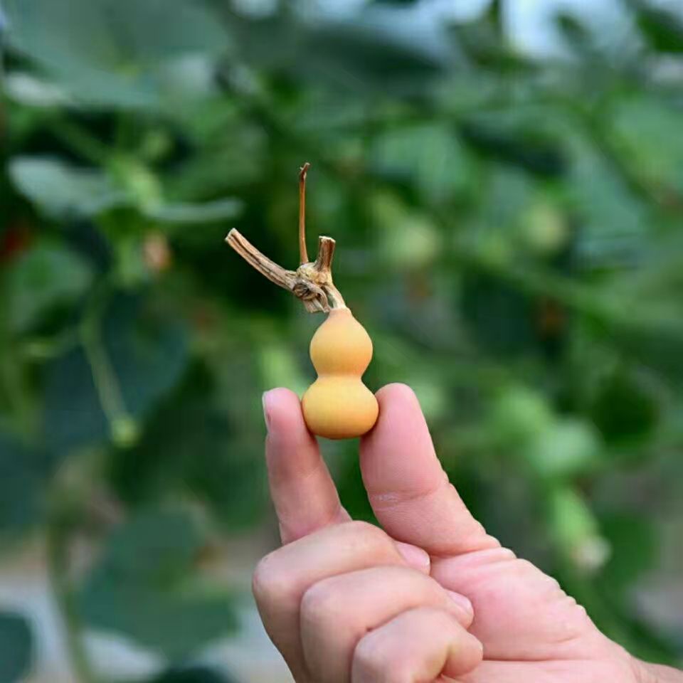 台灣現貨 當天發貨精品盆栽手捻小葫蘆種子99%發芽率 美國蘆種耔 七彩葫蘆種子 陽臺 觀賞 葫蘆種 盆栽 天然手捻 易養