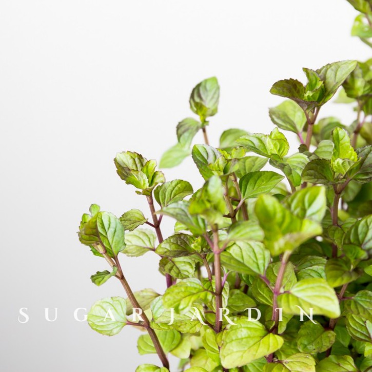 檸檬薄荷 香草植物 香草盆栽 觀賞植物 香草茶 蝦皮購物