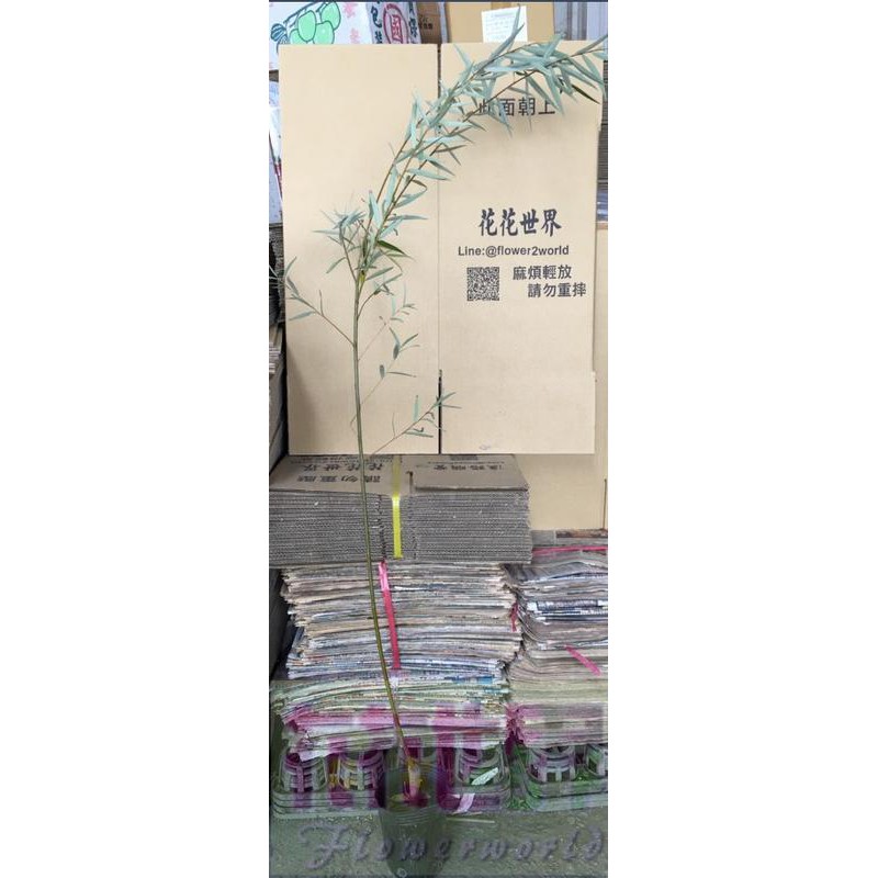 花花世界_喬木植物--柳樹苗，庭園美化--適應性較強4吋苗高約30-50cm