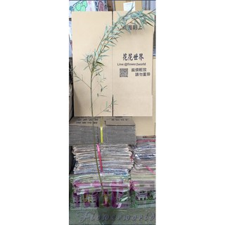 花花世界_喬木植物--柳樹苗，庭園美化--適應性較強4吋苗高約30-50cm