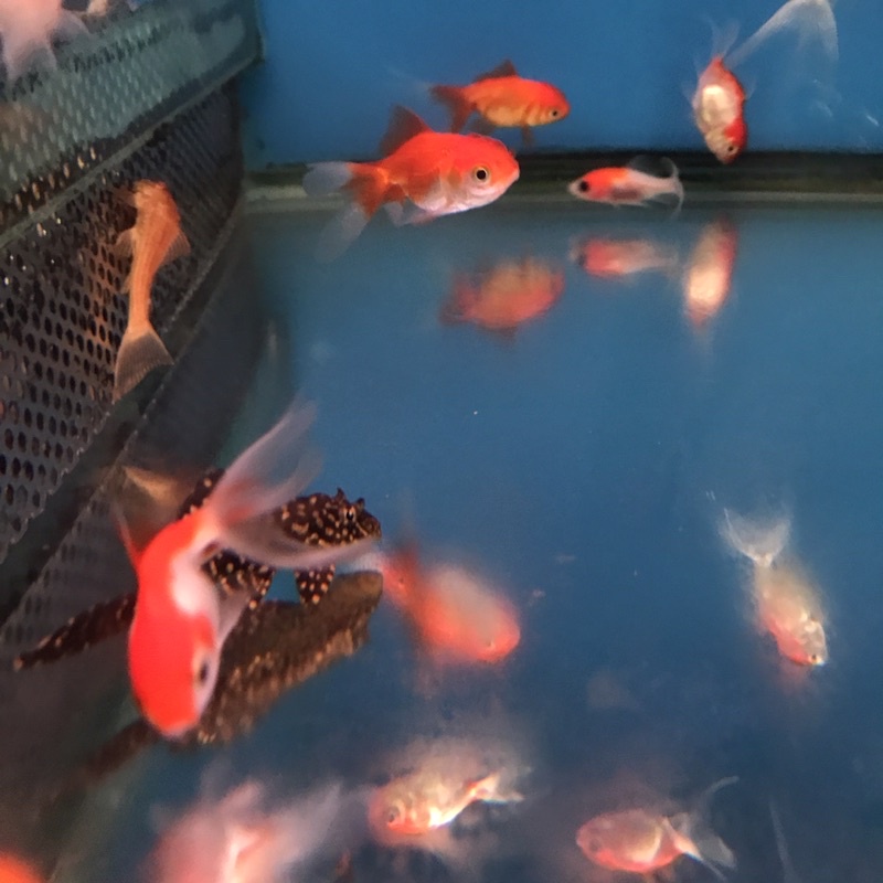 中和實體店 賜海水族 7 10公分金魚飼料活餌 蝦皮購物