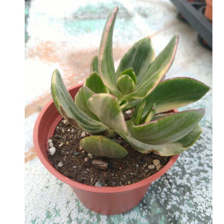天空花園 多肉植物三色花月錦 蝦皮購物