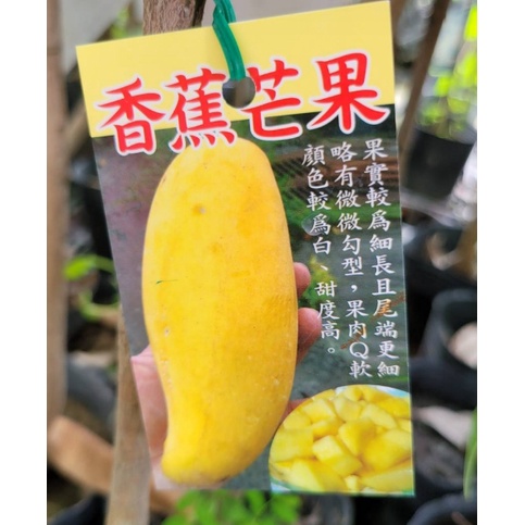 花囍園_水果苗—香蕉芒果--新品種~果肉Q軟/4.5吋盆高約30-40cm(無法超取)