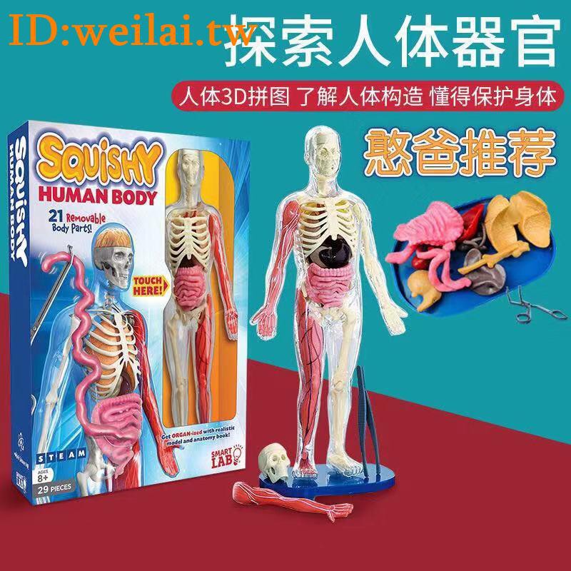 smart lab squishy human body