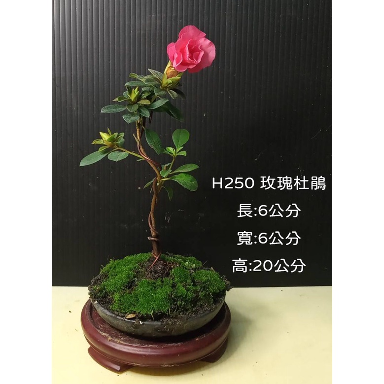 樂山  玫瑰杜鵑  H250 小型盆栽