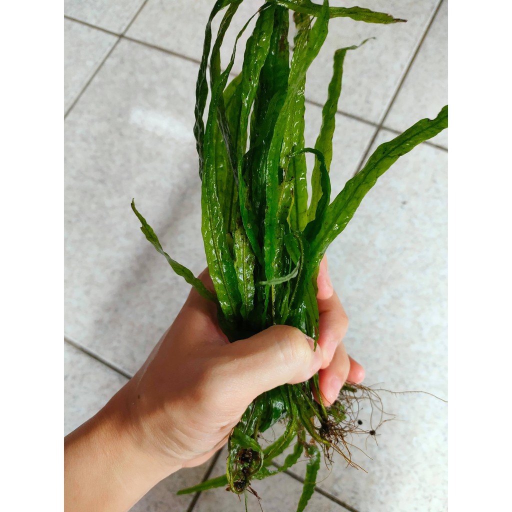 細葉鐵皇冠水草細葉鐵沉木造景中景後景主景陰性水草水晶蝦 蝦皮購物