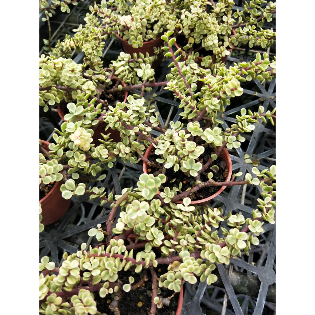 斑葉銀杏的價格推薦 21年12月 比價比個夠biggo